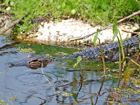 American Alligator (Alligator mississippiensis)