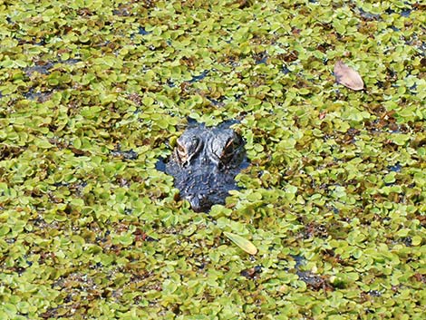 American Alligator (Alligator mississippiensis)