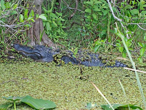 American Alligator (Alligator mississippiensis)