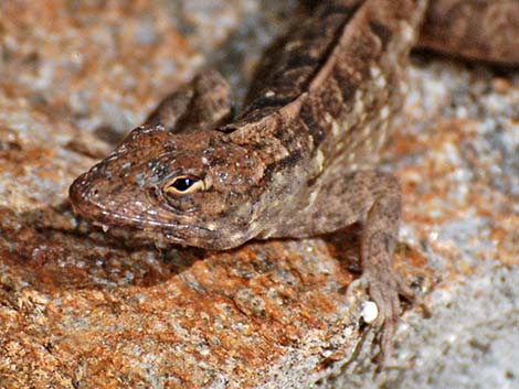 Brown Anole (Anolis sagrei)