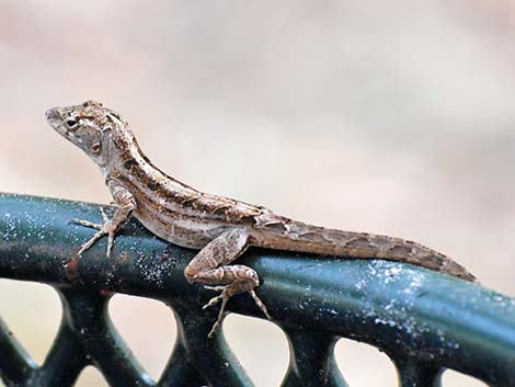 Brown Anole (Anolis sagrei)