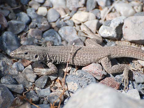 Western Whiptail (Aspidoscelis tigris)