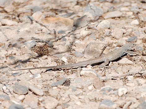 Western Whiptail (Aspidoscelis tigris)