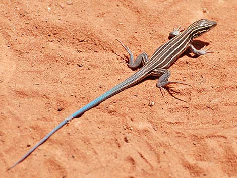 Plateau Striped Whiptail (Aspidoscelis velox)