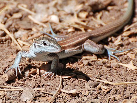 Plateau Striped Whiptail (Aspidoscelis velox)