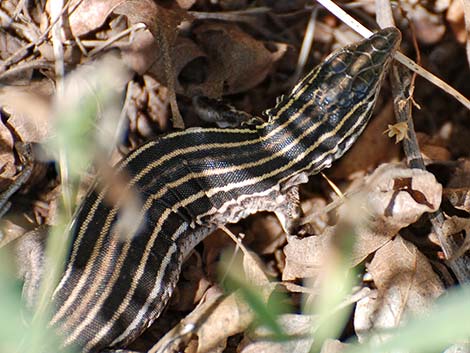 Plateau Striped Whiptail (Aspidoscelis velox)