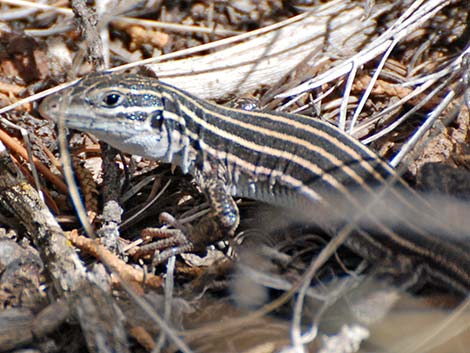 Plateau Striped Whiptail (Aspidoscelis velox)