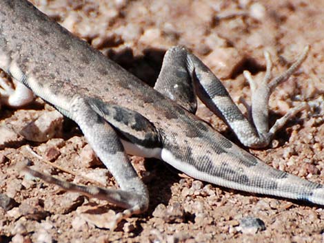 Zebra-tailed Lizard (Callisaurus draconoides)