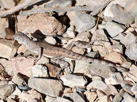 Zebra-tailed Lizard (Callisaurus draconoides)