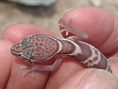 Western Banded Gecko (Coleonyx variegatus)