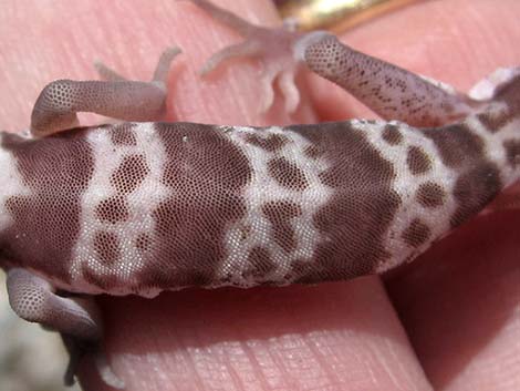 Western Banded Gecko (Coleonyx variegatus)