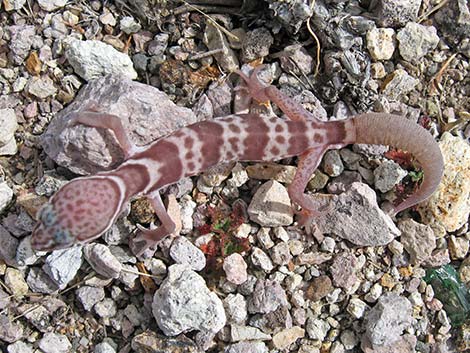 Western Banded Gecko (Coleonyx variegatus)