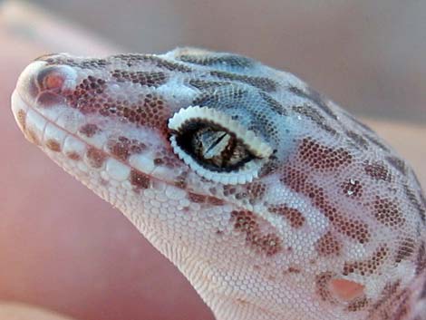 Western Banded Gecko (Coleonyx variegatus)