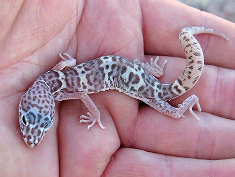 Western Banded Gecko (Coleonyx variegatus)