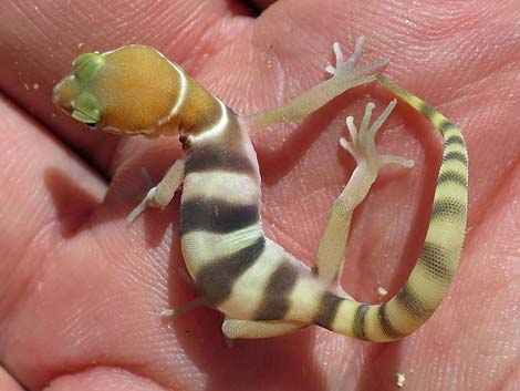 Western Banded Gecko (Coleonyx variegatus)