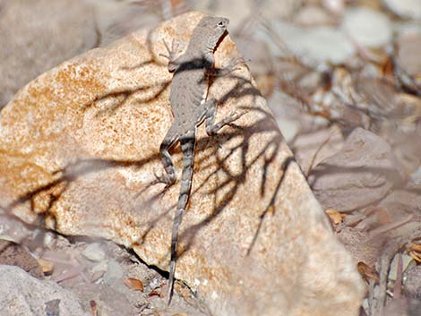 Greater Earless Lizard (Cophosaurus texanus)