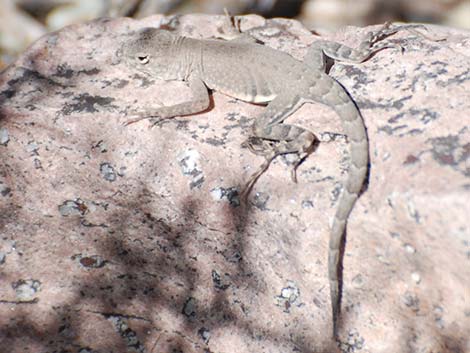 Greater Earless Lizard (Cophosaurus texanus)