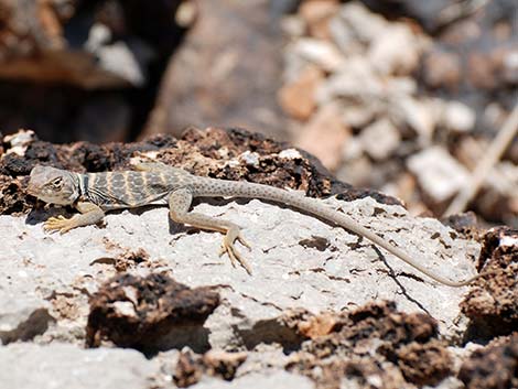 Great Basin Collared Lizard (Crotaphytus bicinctores)