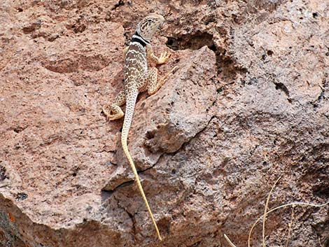 Great Basin Collared Lizard (Crotaphytus bicinctores)