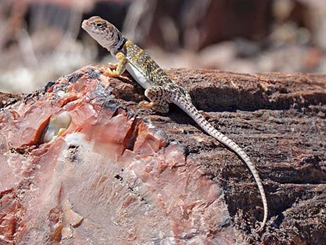 Common Collared Lizard (Crotaphytus collaris)