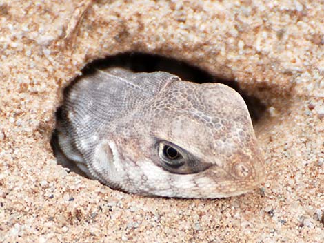 Desert Iguana (Dipsosaurus dorsalis)