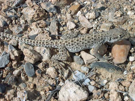 Long-nosed Leopard Lizard (Gambelia wislizenii)