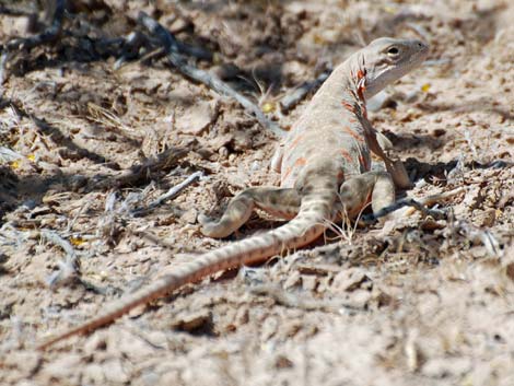 Leopard Lizard (Gambelia wislizenii)