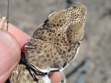 Long-nosed Leopard Lizard (Gambelia wislizenii)