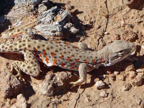 Leopard Lizard (Gambelia wislizenii)