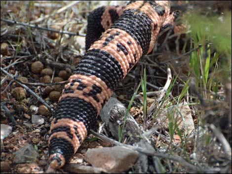 Gila Monster (Heloderma suspectus)