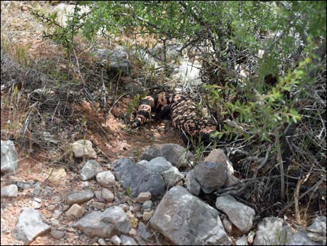 Gila Monster (Heloderma suspectus)