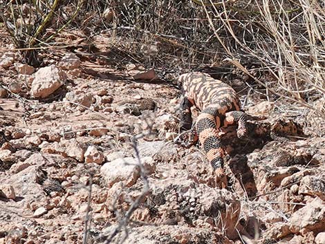 Gila Monster (Heloderma suspectus)