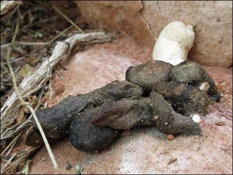 Gila Monster (Heloderma suspectus)