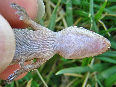 Mediterranean House Gecko (Hemidactylus turcicus)