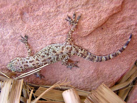 Mediterranean House Gecko (Hemidactylus turcicus)