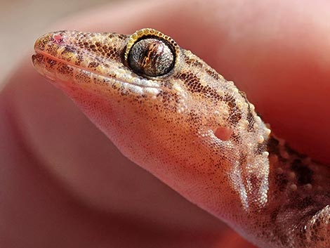 Mediterranean House Gecko (Hemidactylus turcicus)