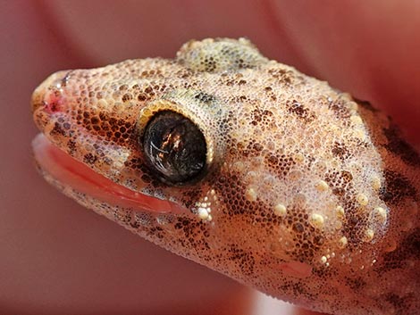 Mediterranean House Gecko (Hemidactylus turcicus)