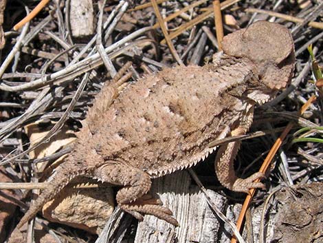 Short-horned Lizard (Phrynosoma douglassii)