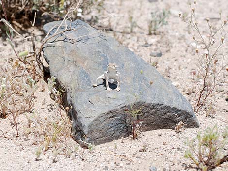 Southern Desert Horned Lizard (Phrynosoma platyrhinos calidiarum)