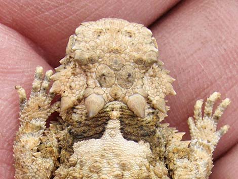 Southern Desert Horned Lizard (Phrynosoma platyrhinos calidiarum)