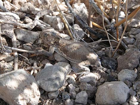 Northern Desert Horned Lizard (Phrynosoma platyrhinos platyrhinos)