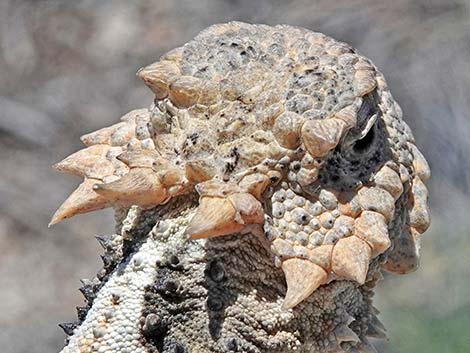 Northern Desert Horned Lizard (Phrynosoma platyrhinos platyrhinos)