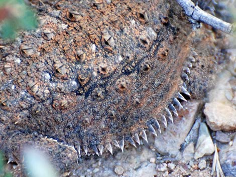 Regal Horned Lizard (Phrynosoma solare)