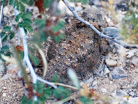 Regal Horned Lizard (Phrynosoma solare)