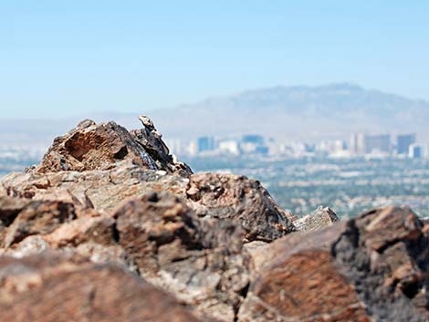 Common Chuckwalla (Sauromalus ater)