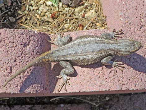 Southwestern Fence Lizard (Sceloporus cowlesi)