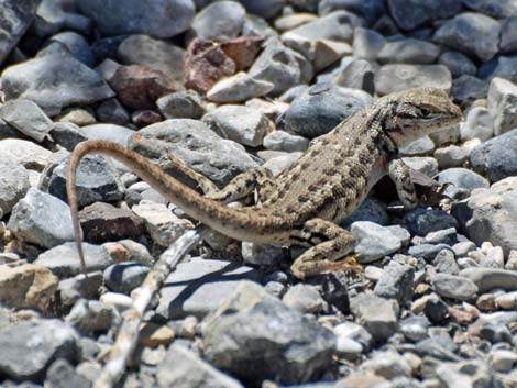 Sagebrush Lizard (Sceloporus graciosus)