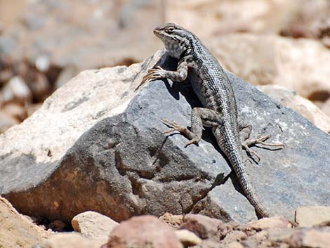 Sagebrush Lizard (Sceloporus graciosus)