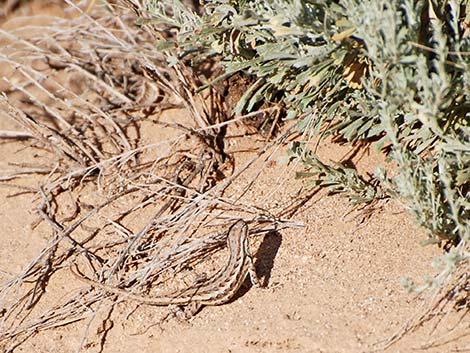 Sagebrush Lizard (Sceloporus graciosus)