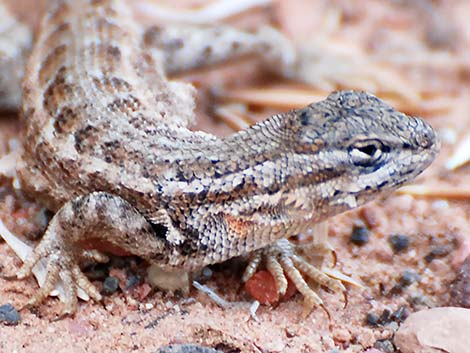 Sagebrush Lizard (Sceloporus graciosus)